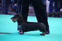 Crufts_dachshunds 1094